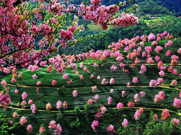 桃花岛