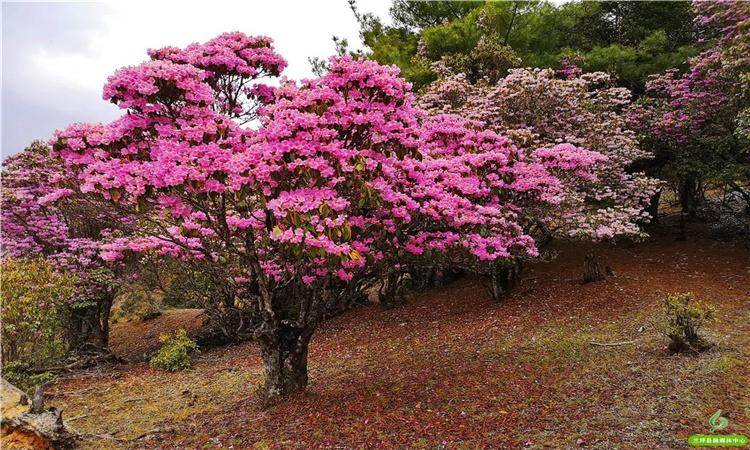 青岩山杜鹃花开漫山野 大美兰坪等你来！